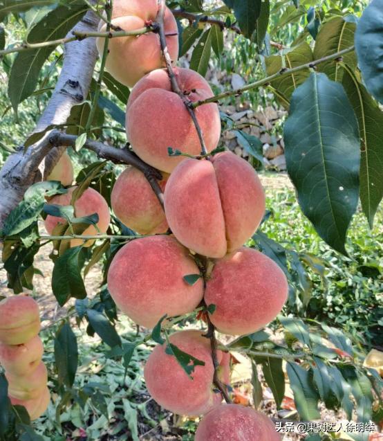 又到了一年的种植桃树的季节,一年桃树5月份修剪的正确方法