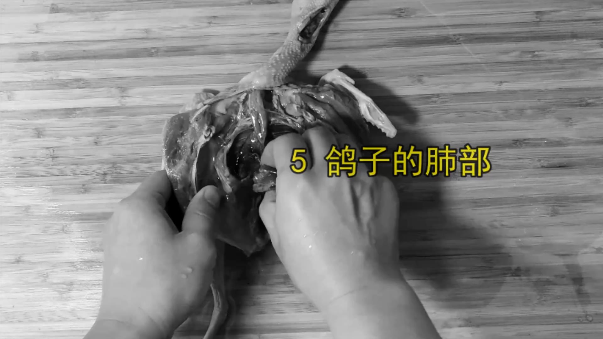 鸽子十大毒素排名,鸽子的毒素在哪里