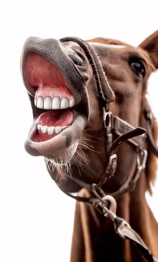 100种动物的怪异行为,32种稀奇古怪的动物