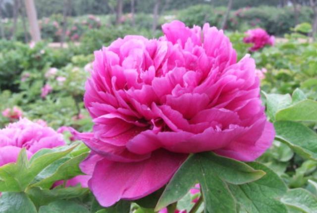 牡丹花的盆栽技术和管理,盆栽牡丹花的春季养殖方法