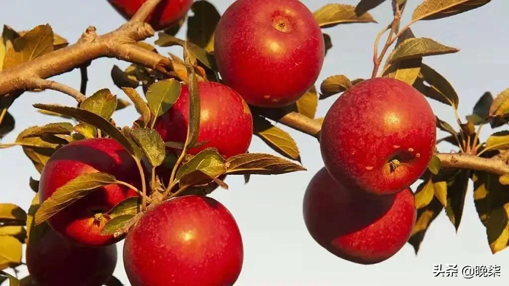 我骄傲我自豪我是中国人歌曲,我是庄河人