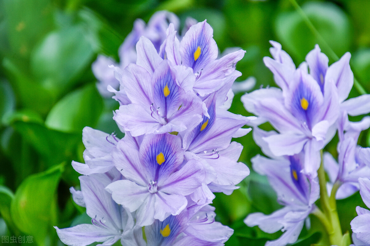 水葫芦冬天怎么过冬才不会冻死,水葫芦怎么过冬能土栽吗