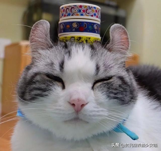 耳螨能彻底治愈是什么样子的,耳螨有自愈的可能吗