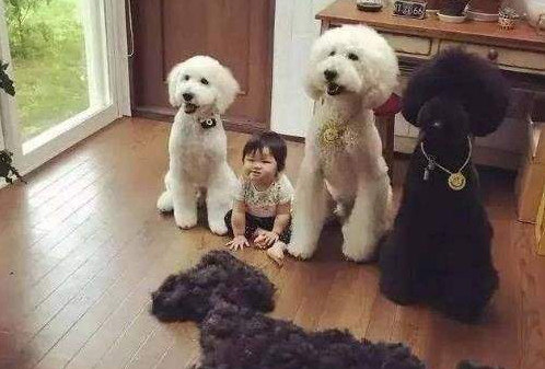 巨型贵宾犬和泰迪的区别图片对比,巨型贵宾犬与小泰迪