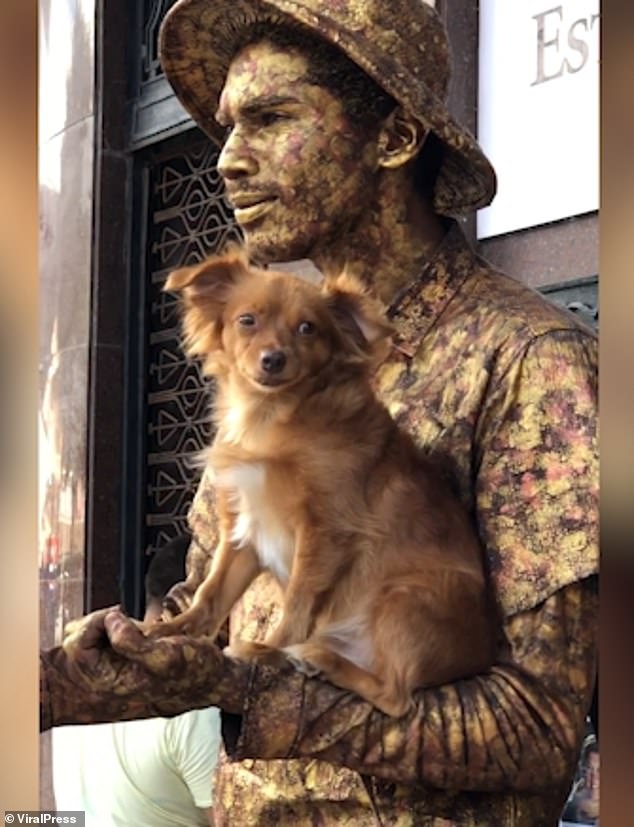 狗狗跟主人打扮一样,狗狗和主人一起帅气变装