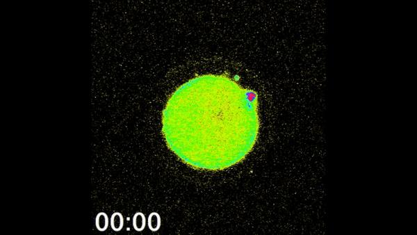 人类首次拍到卵细胞,精子和卵子结合为什么闪光