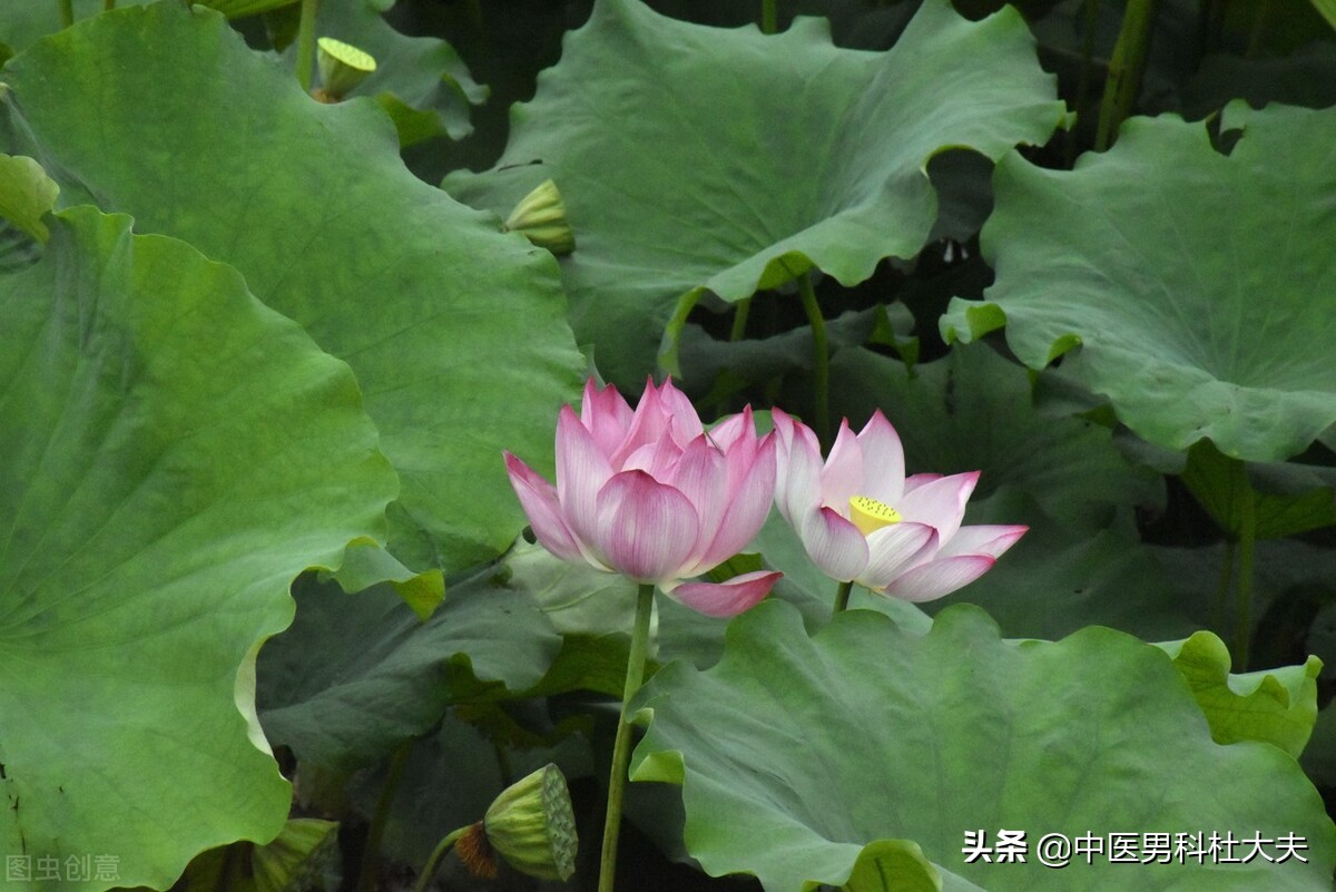 心气虚肾阴阳两虚的人怎样调理,心脾两虚与阳虚气郁体质关系