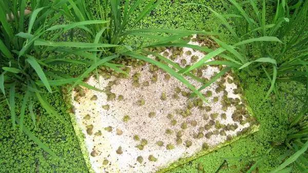 养殖青蛙靠谱吗,青蛙养殖怎样预防青蛙吃青蛙