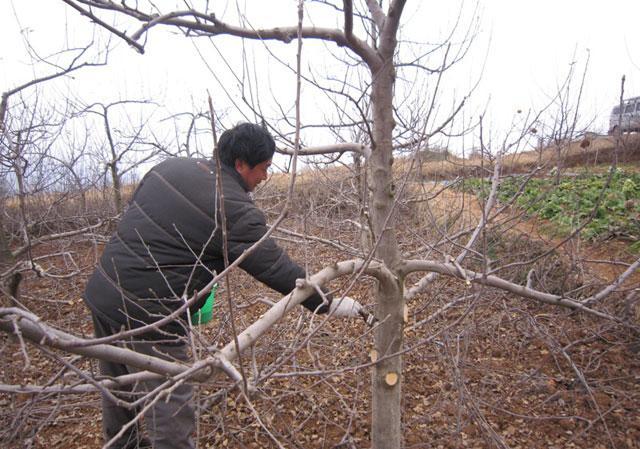 苹果小卷蛾用什么杀虫剂,苹果树卷叶病用什么药