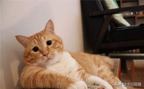 十只网红猫哪个最适合你养,各大网红猫都是什么品种