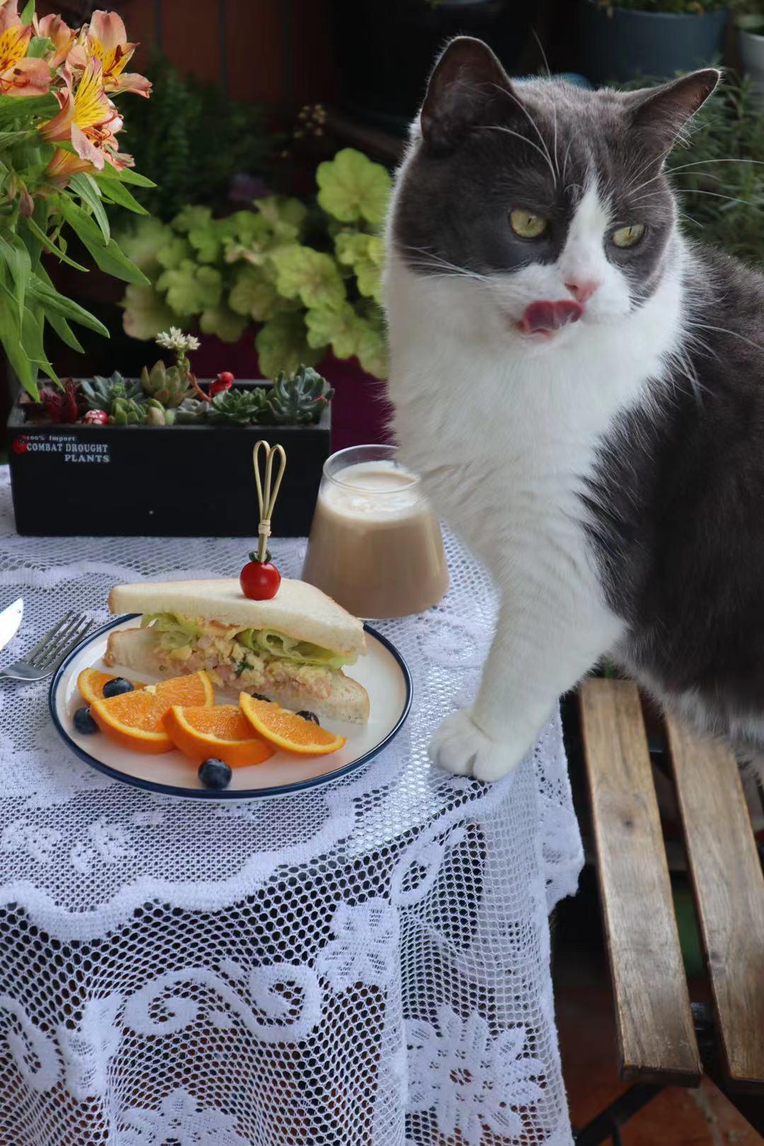 又便宜又好的幼猫粮排名,618猫粮怎么囤