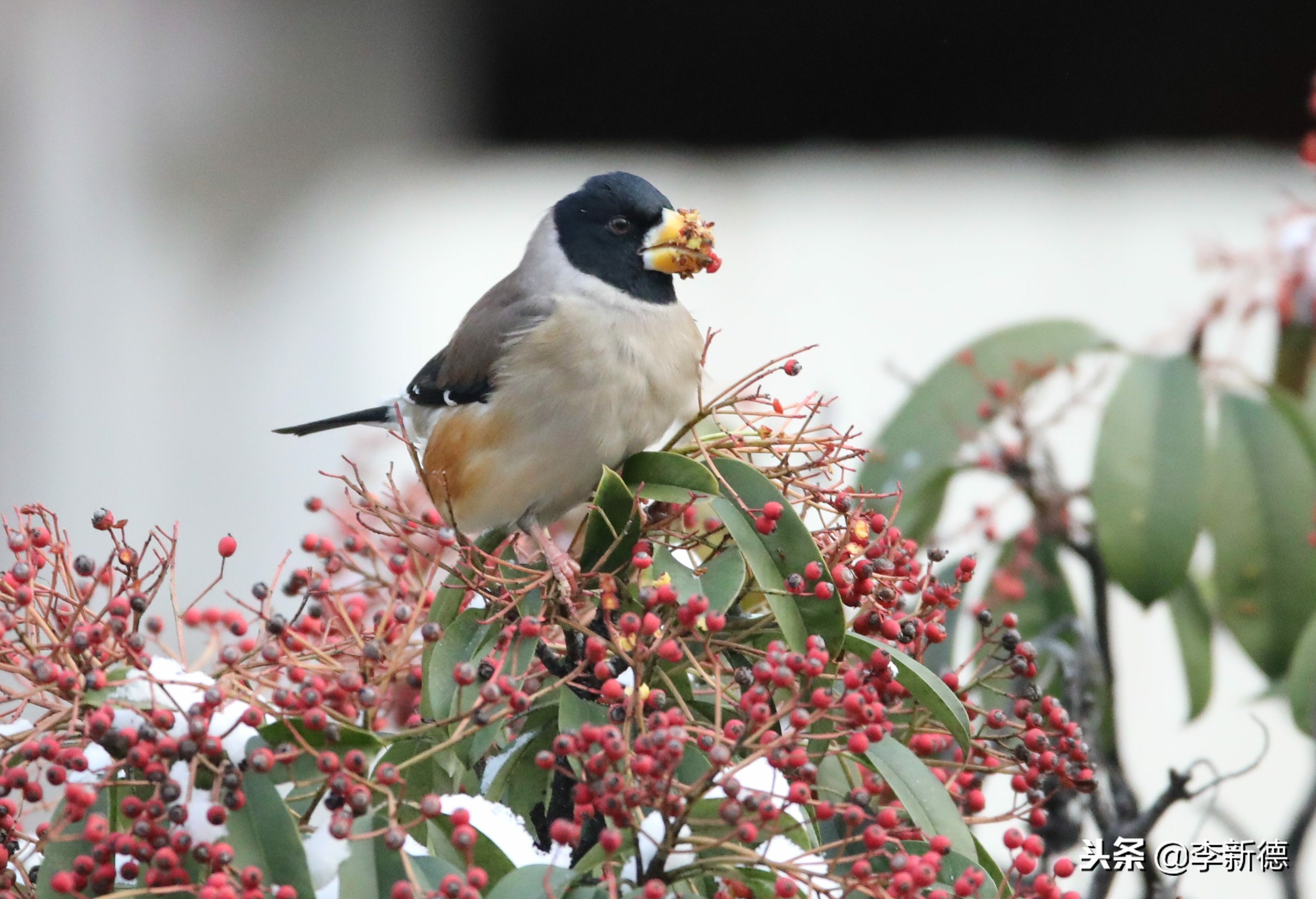 合肥拍到的小鸟,合肥乌鸟