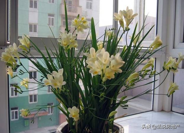 养好花六大关键十年养花经验总结,各种花卉养花技巧知识大全合集