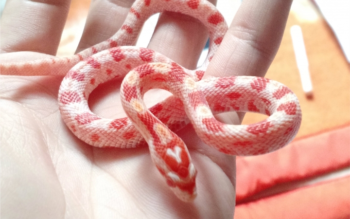 会自己断尾巴的蛇,会捆绑的蛇