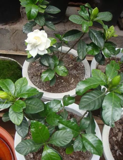 洁白无瑕的栀子花叶子却发了黄，一招防治，效果绝佳