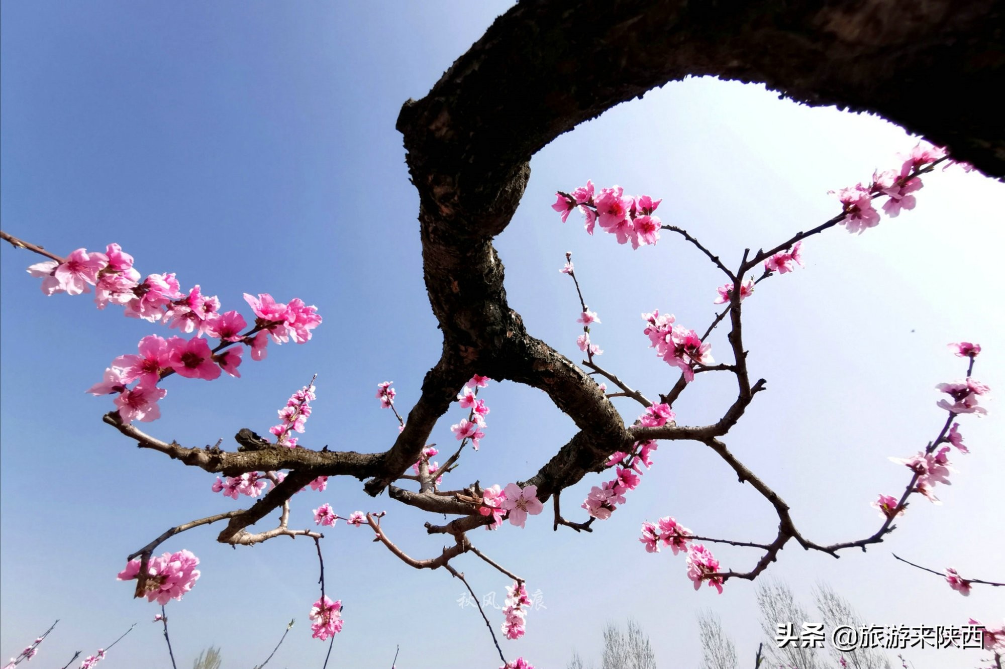 长安区王莽千亩桃园,西安王莽万亩桃花源