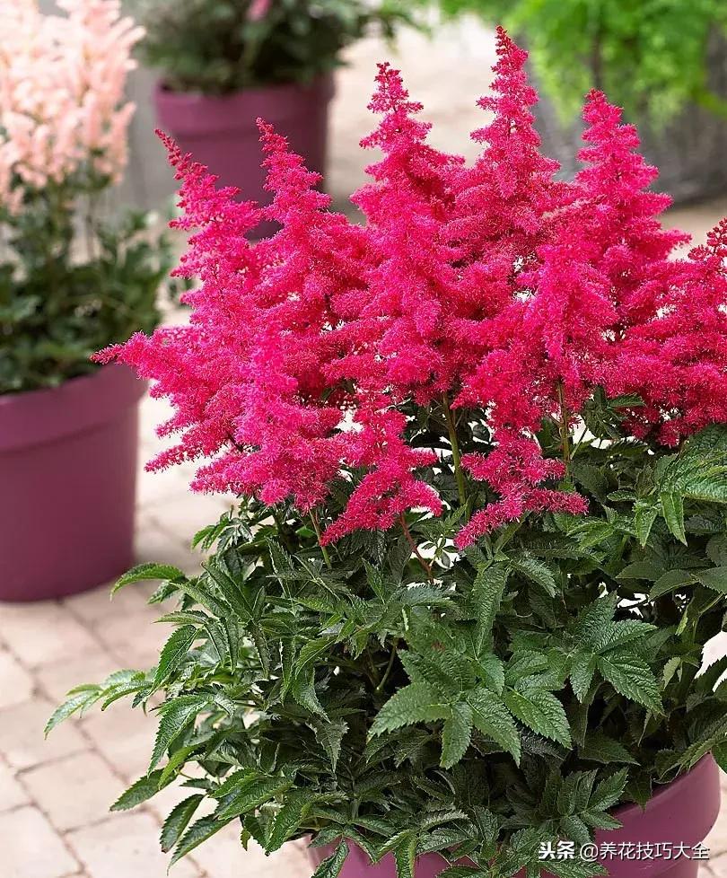 养在家里可以开花结果的植物,落新妇这种花好养吗