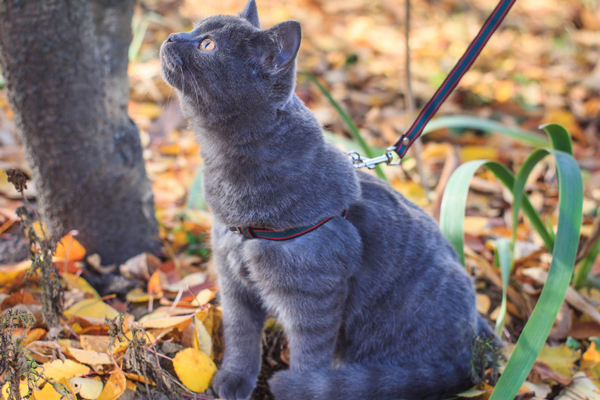 训练猫上厕所教程,猫不让抱怎么训练