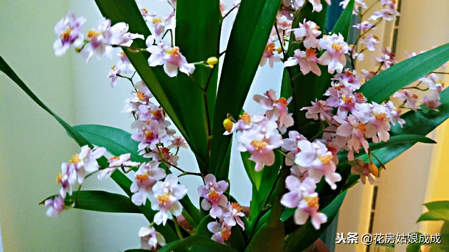 花盆中的土板结用什么方法,花盆里的土壤板结了怎么办