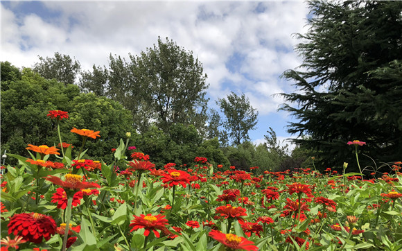 国庆去哪玩?上海滨江森林公园可以带宠物狗一起嗨