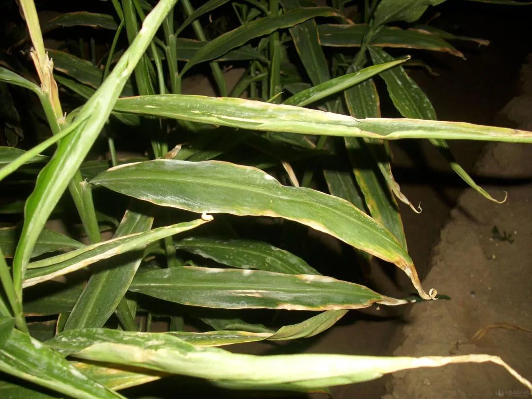 大姜劈姜杆后的补救方法,大姜易出现的问题