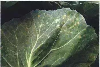 青霉灰霉杀菌剂,青霉绿霉跟灰霉有什么区别