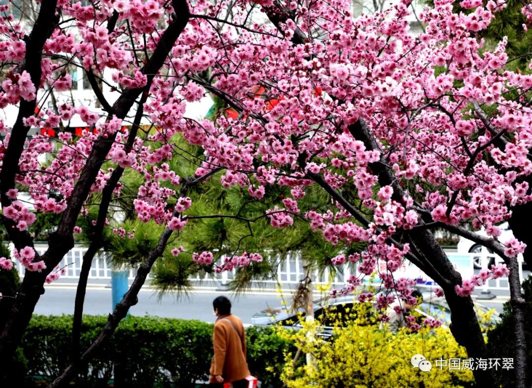 环翠公园美景,走进春天的环翠公园