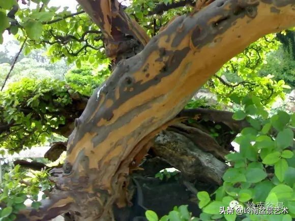 精品雀梅盆景名称,值得收藏的盆景作品欣赏