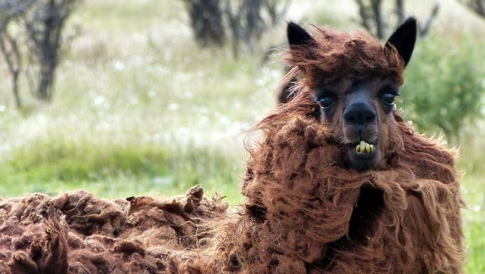 时髦的羊驼,有格调的羊驼