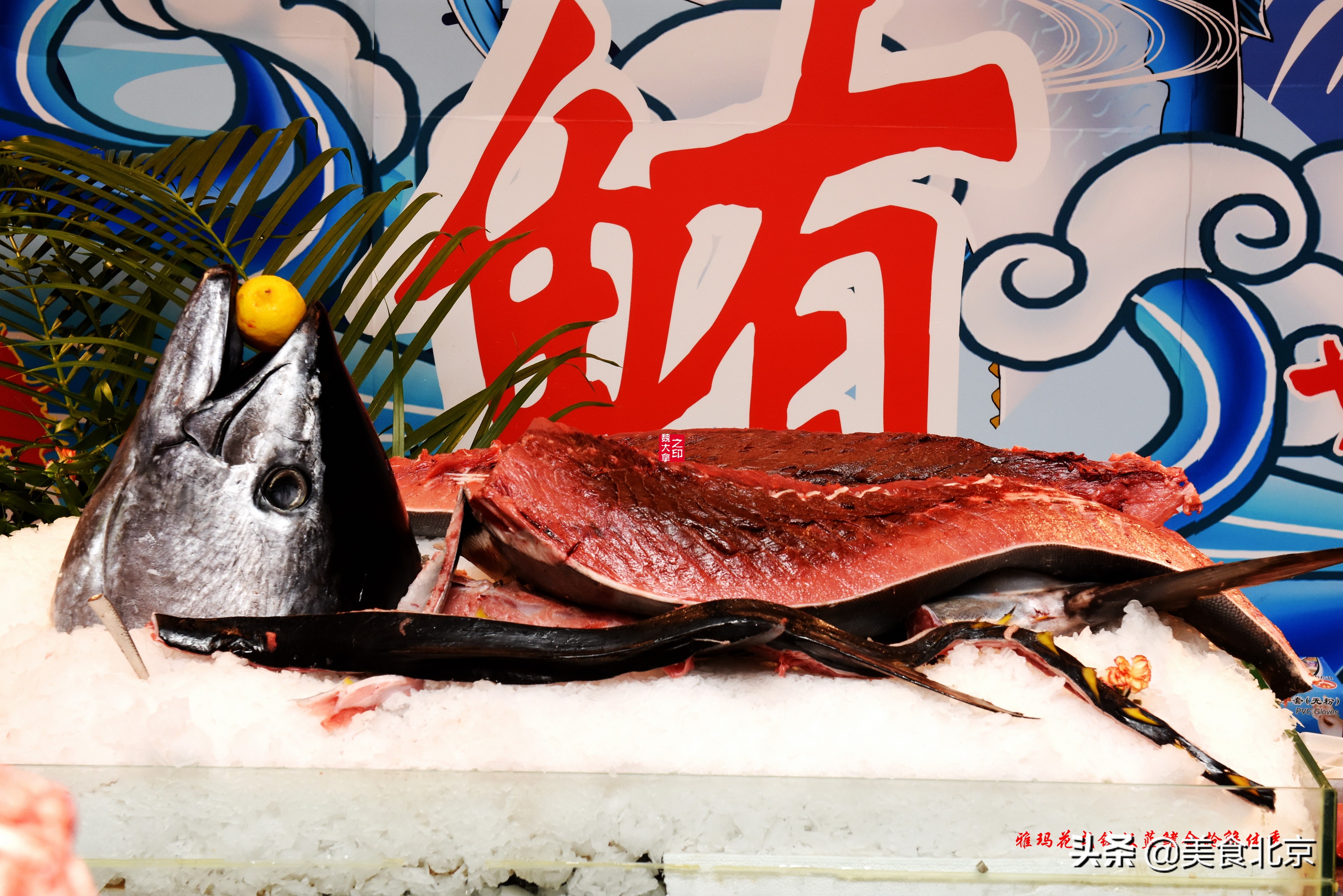 蓝鳍金枪鱼开鱼秀,深海捕蓝鳍金枪鱼