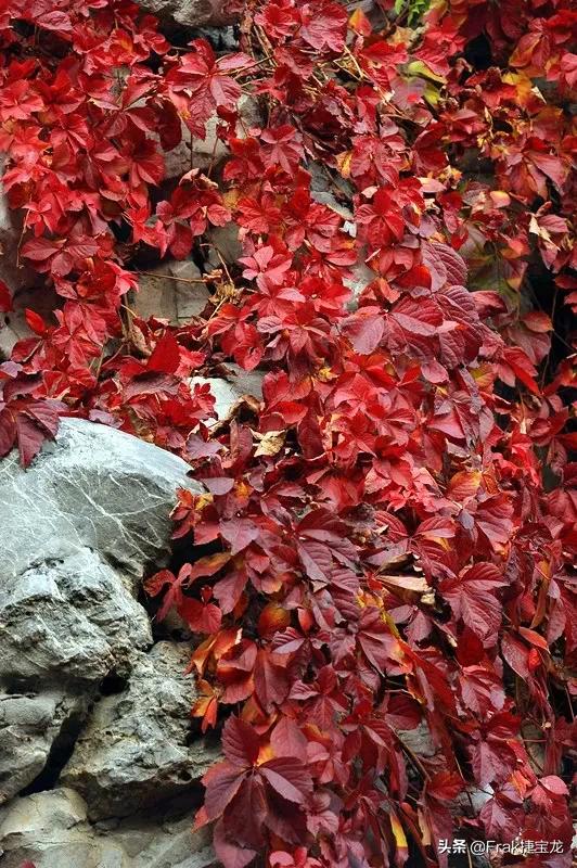 纯情的红叶……爬山虎