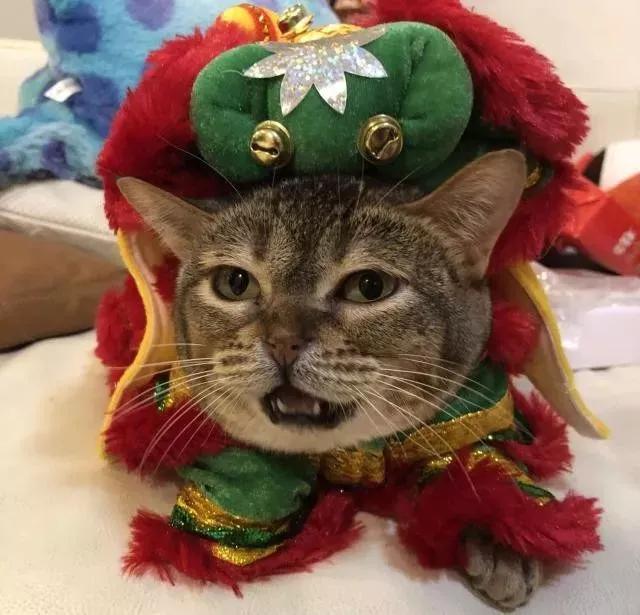 我们家猫真的很弱智怎么办,猫为什么又蠢又自以为是