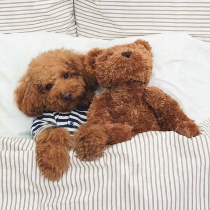 泰迪犬口臭怎么办,泰迪犬口臭怎么解决