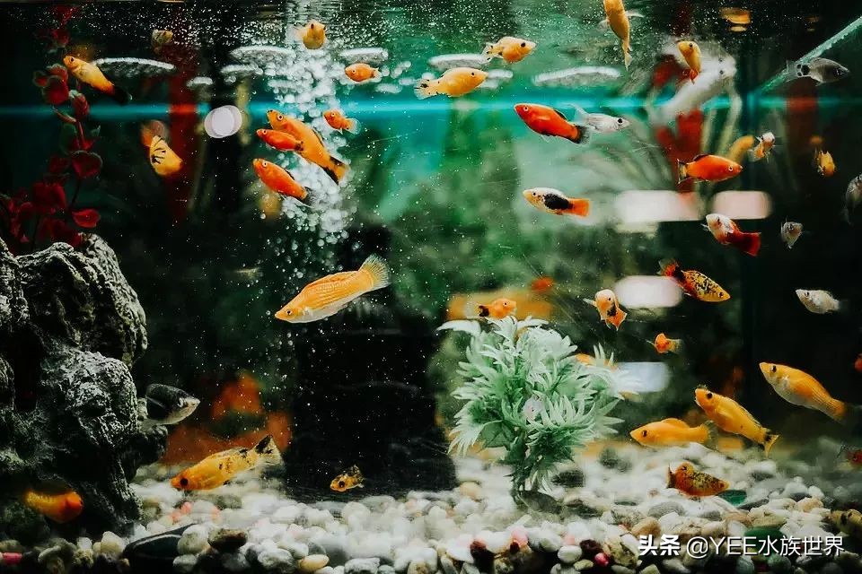 购买硝化细菌性价比高,硝化细菌买液态的好还是买胶囊好