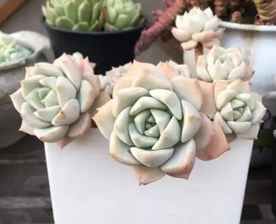 推荐轻松玩转100种常见多肉植物,700种多肉植物图鉴pdf百度云