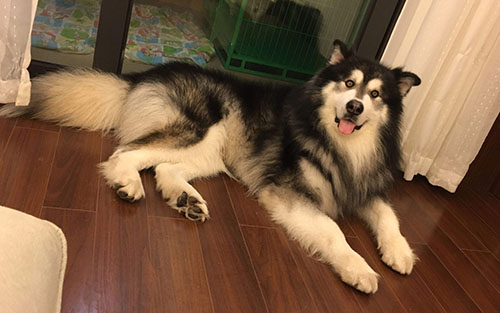 阿拉斯加成犬食欲不振