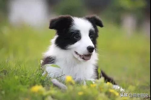 在家怎么给狗狗洗澡狗狗不愿意洗,狗狗不能经常洗澡怎么办