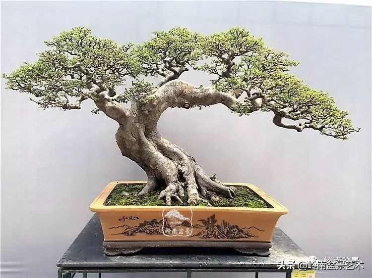 盆景结顶的形式,最好的盆景结顶方法