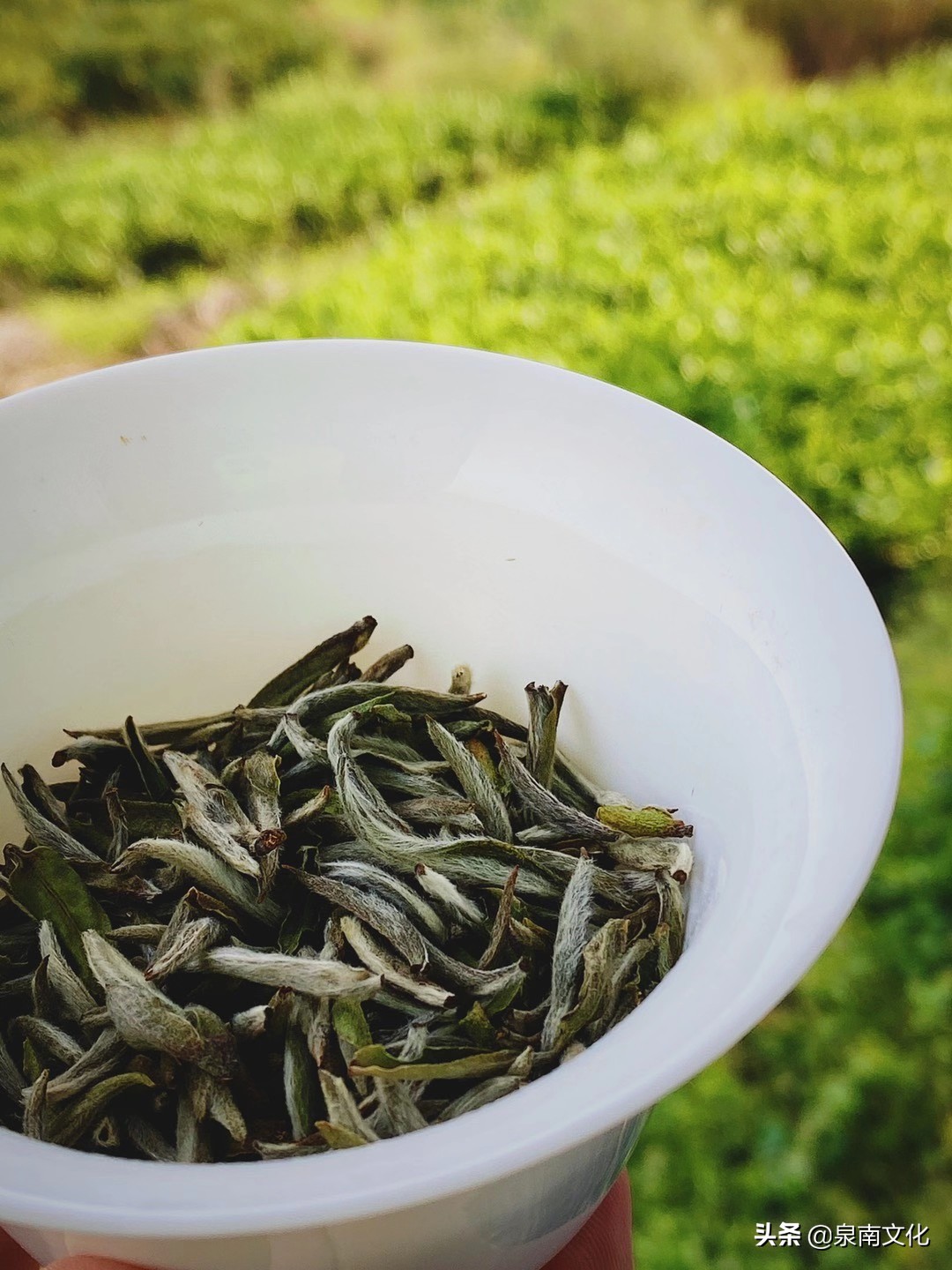 禅茶一味一禅味,禅茶一味铁观音