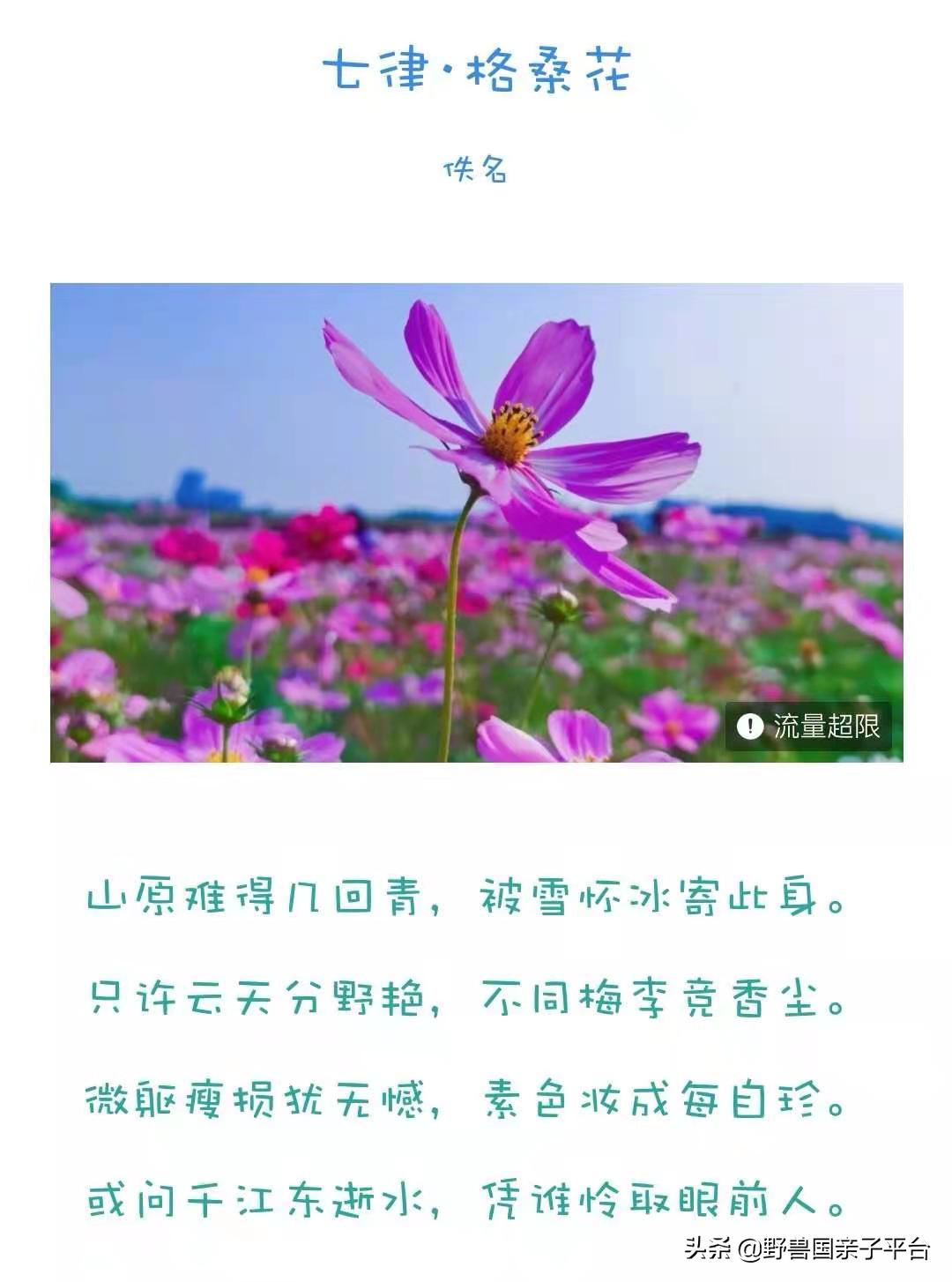 春天的花真的很美丽让人向往,春天的花也太美了