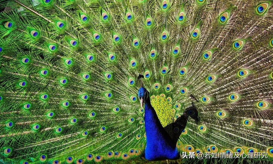 越虚荣的人越自卑是什么意思,越来越虚荣