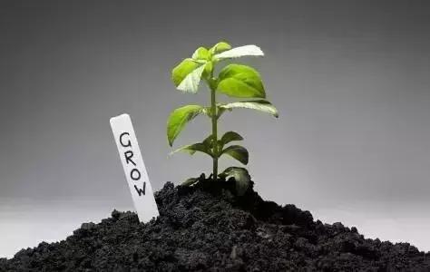 牛粪鸡粪猪粪哪种做有机肥料好,鸡粪牛粪羊粪哪个更肥力好