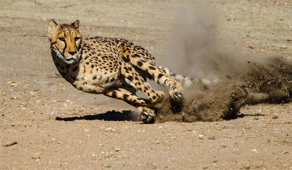 草原上跑的动物,草原上跑得快的动物有哪些