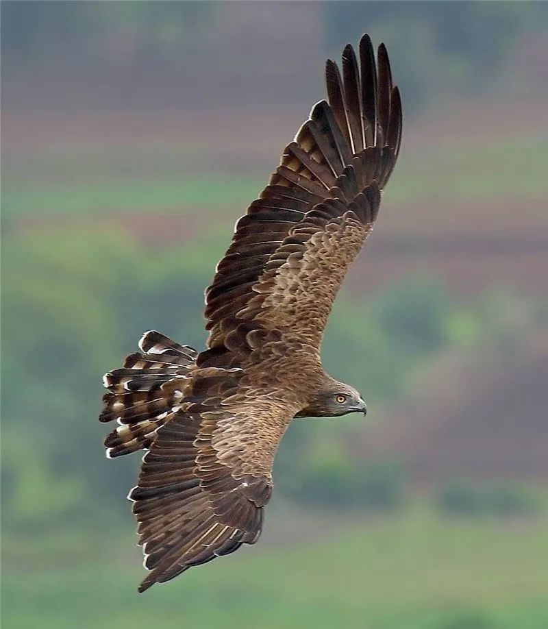 鹰姿风采,英姿飒爽