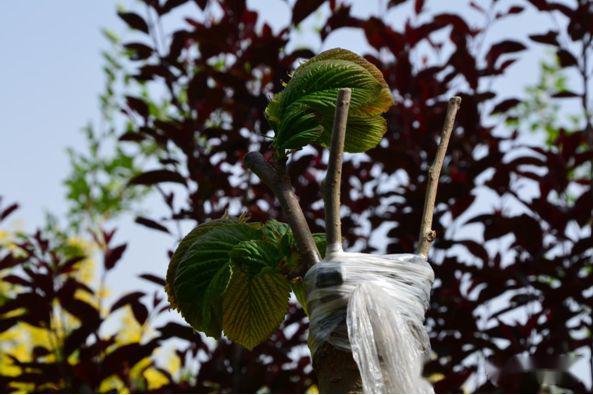 忻州花卉植物园,山西原平植物园