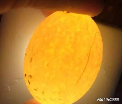 龟蛋无法孵化的表现,怎么判断龟蛋的胚胎是否存活