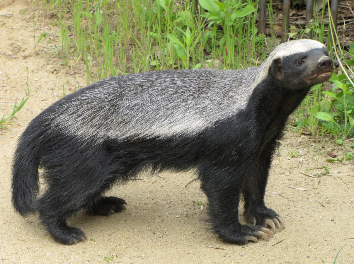 平头哥蜜獾的天敌有哪些,平头哥蜜獾真的没有天敌吗