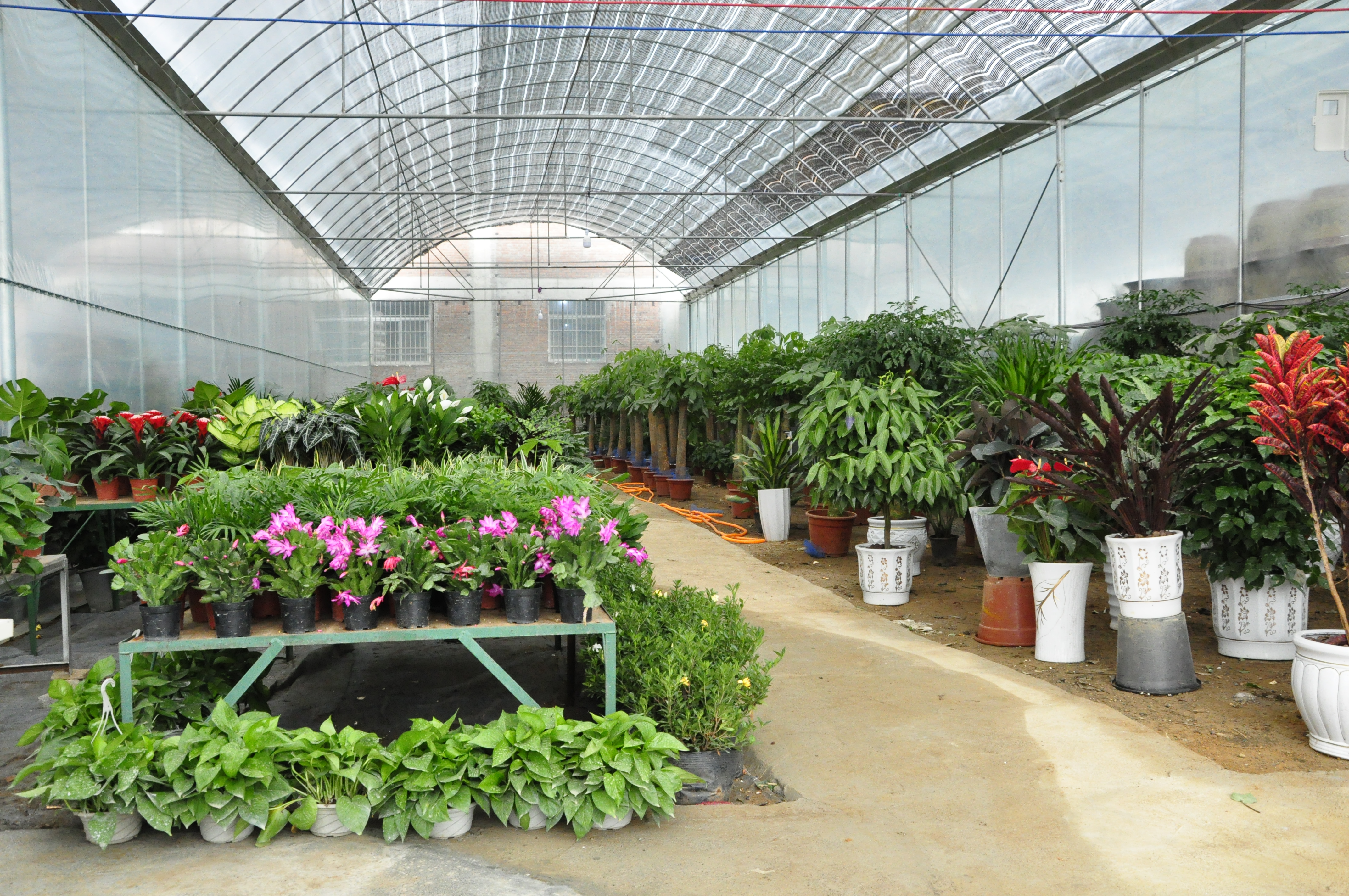 鏄槼鑺卞崏,鏄槼鑺卞崏缁挎鎵瑰彂甯傚満