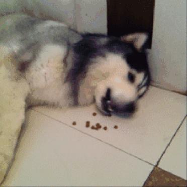 狗粮哪个牌子质量好性价比高,国产狗粮哪种便宜又性价比高