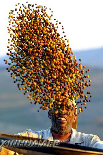 咖啡知识大全,巴西咖啡和意大利咖啡最大区别